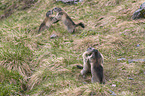 fighting Alpine Marmots