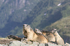 Alpine Marmots