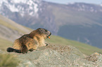 lying Alpine Marmot