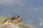 Alpine Marmot