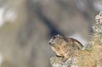 sitting Alpine Marmot