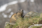 sitting Alpine Marmot