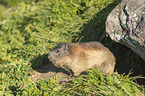 Alpine Marmot