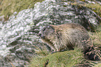 standing Alpine Marmot