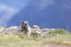 Alpine Marmot