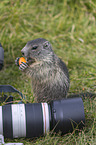 young Alpine Marmot