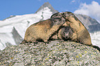 Alpine Marmots