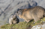 young and adult Alpine Marmot