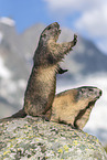 Alpine Marmots