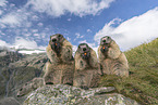 Alpine Marmots