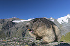 Alpine Marmot