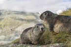 young and adult Alpine Marmot