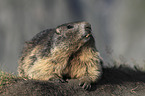 lying Marmot