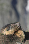 lying Marmot
