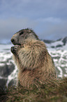 sitting Marmot