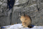 sitting Marmot