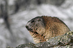 standing Marmot