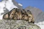 Alpine Marmots