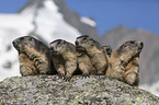 Alpine Marmots