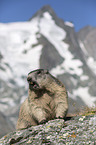 standing Marmot