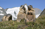 Alpine Marmots