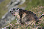 standing Marmot