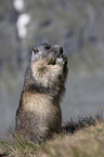 sitting Marmot