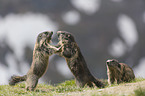 Alpine Marmots