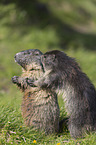 Alpine Marmots