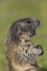 Marmot portrait