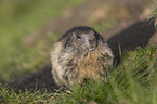 sitting Marmot