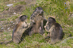 Alpine Marmots