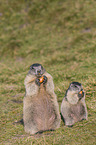 Alpine Marmots