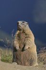 sitting Marmot