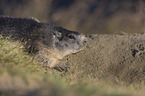 sitting Marmot