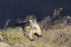 sitting Marmot