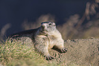 sitting Marmot