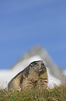 sitting Marmot