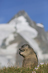 sitting Marmot