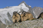 Alpine Marmots
