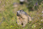 standing Marmot