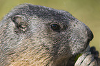 Marmot portrait