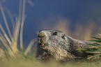 Marmot portrait