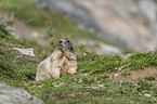 sitting Marmot