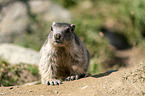 standing Marmot