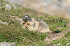 sitting Marmot