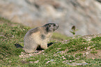 sitting Marmot