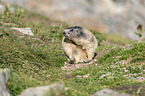 sitting Marmot