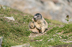 sitting Marmot