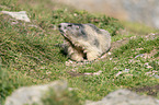 sitting Marmot